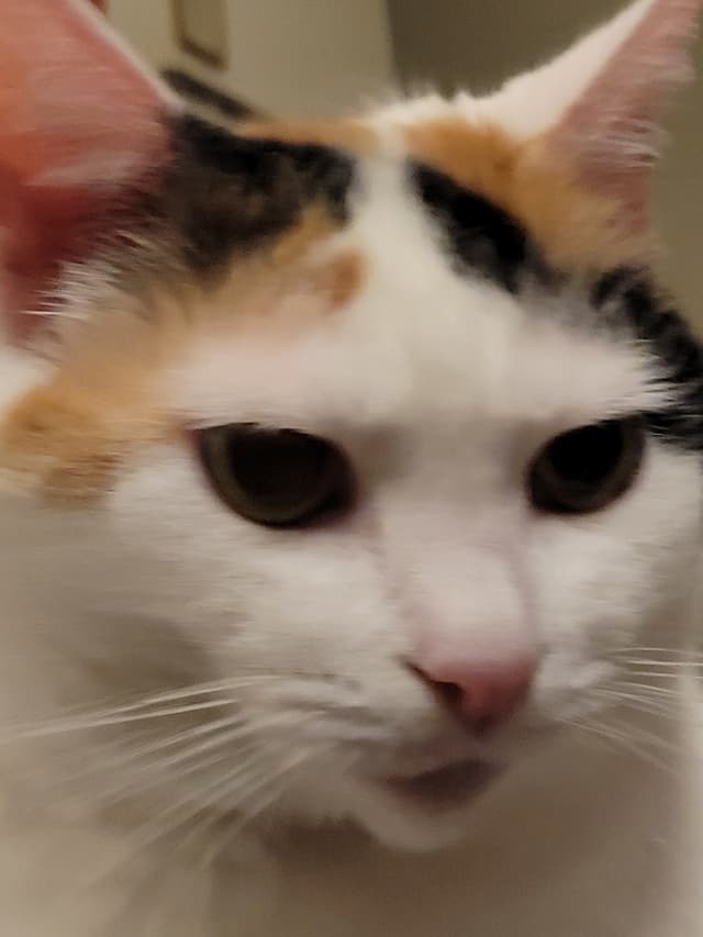 Picture of the beast